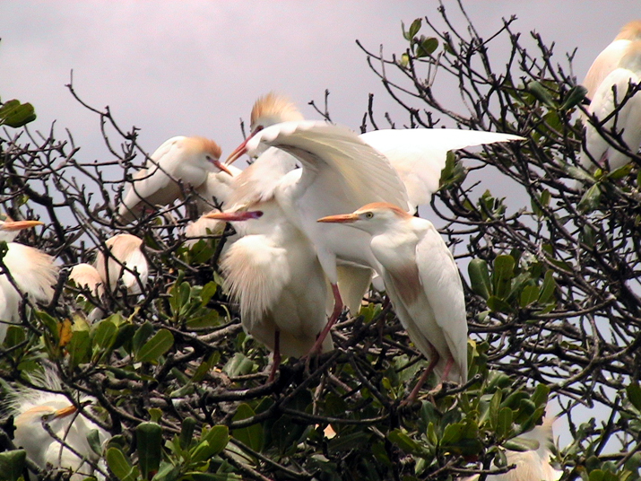 25 - Mangrove 065.jpg